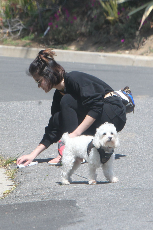 Lucy Hale for a walk with her dog Elvis in Los Angeles 2020/04/01 6