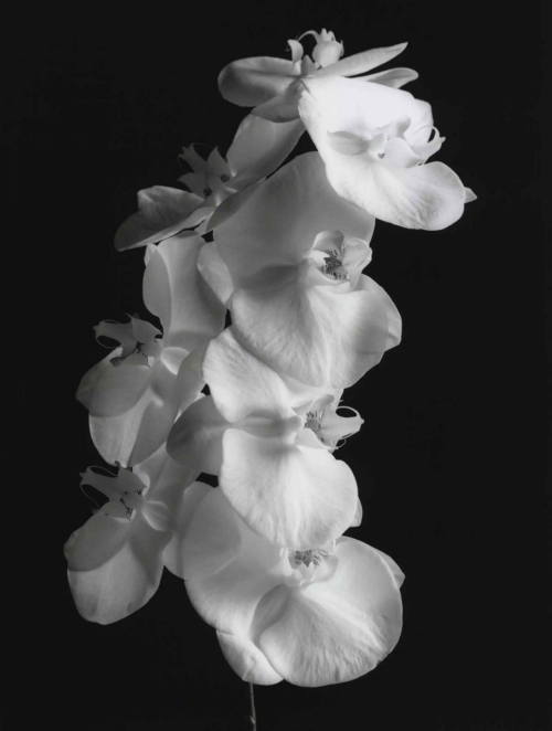 FKA Twigs for Elle UK Magazine, February 2026 11