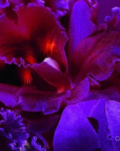 Monica Bellucci stuns in stylish look at appearance 2010